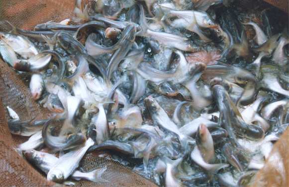 ĐBSCL đang sắp bước vào mùa lũ, chính vì vậy nhu cầu mua cá giống nước ngọt về thả nuôi trong ruộng lúa, ao, mương hay vèo lưới… rất lớn nên giá các loại cá giống cũng đang tăng 10 - 15% so với 1 tháng trước.